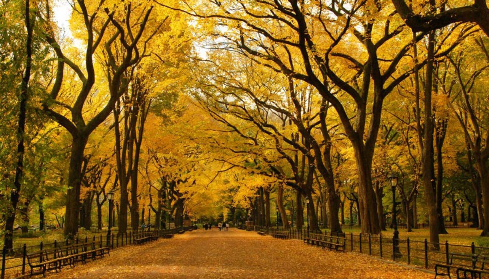 A view looking down the Mall in late autumn