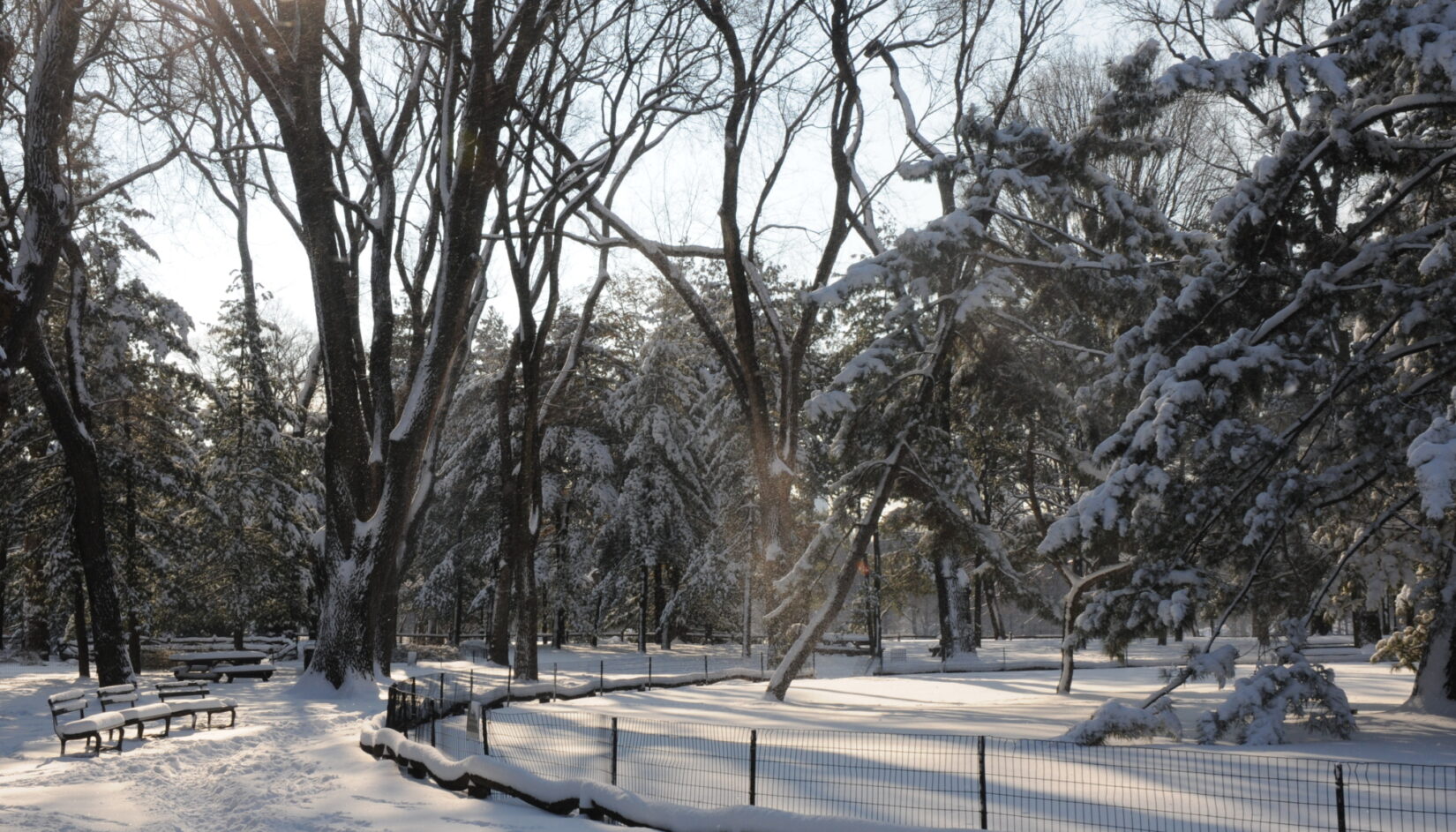 The Arthur Ross Pinetum after a snowstorm