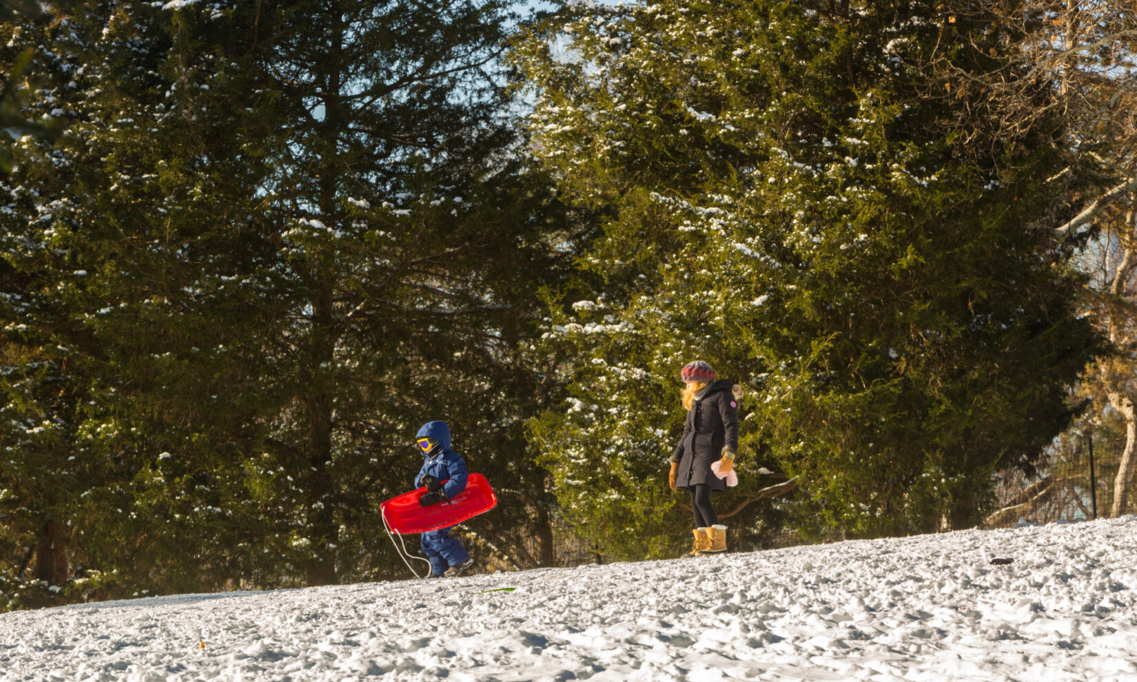 A child dressed for cold weather carries a red sled at the top of a snowy hill