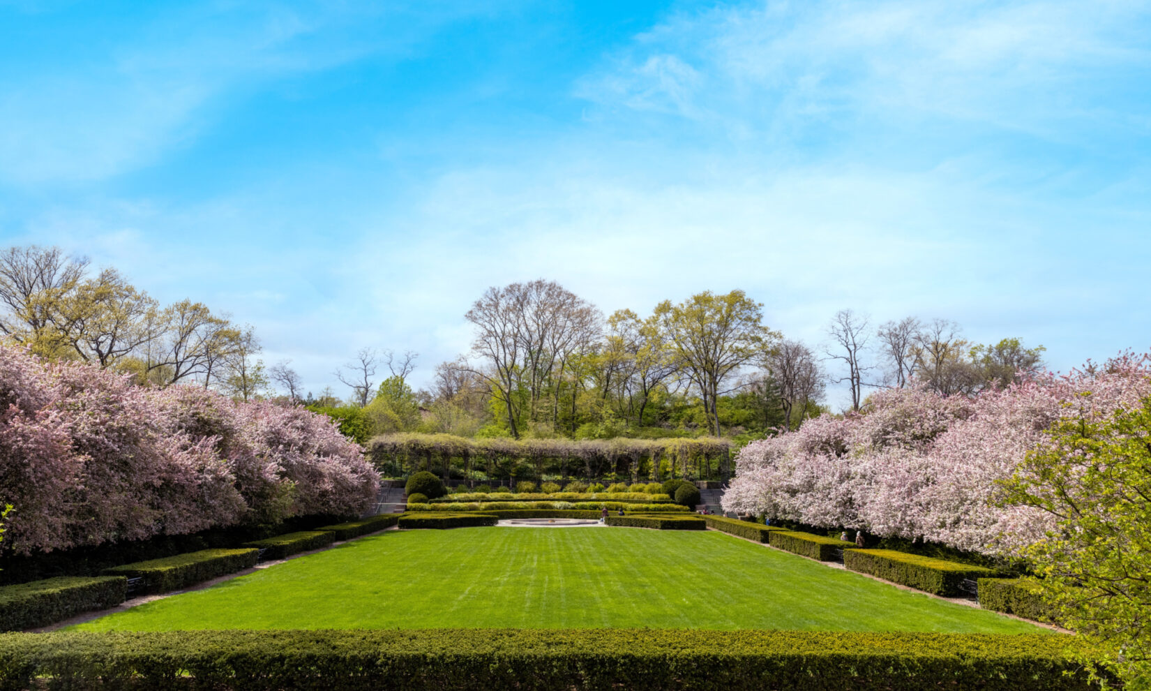 Cherry trees flank the beautifully manicured grass of the Conservatory Garden