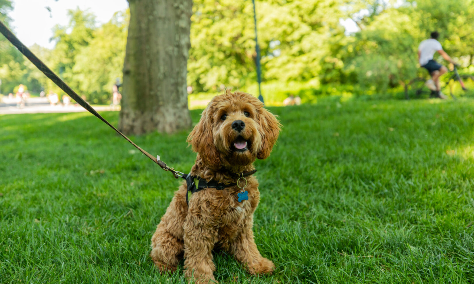 A leashed dog enjoys the shade of a Park tree.