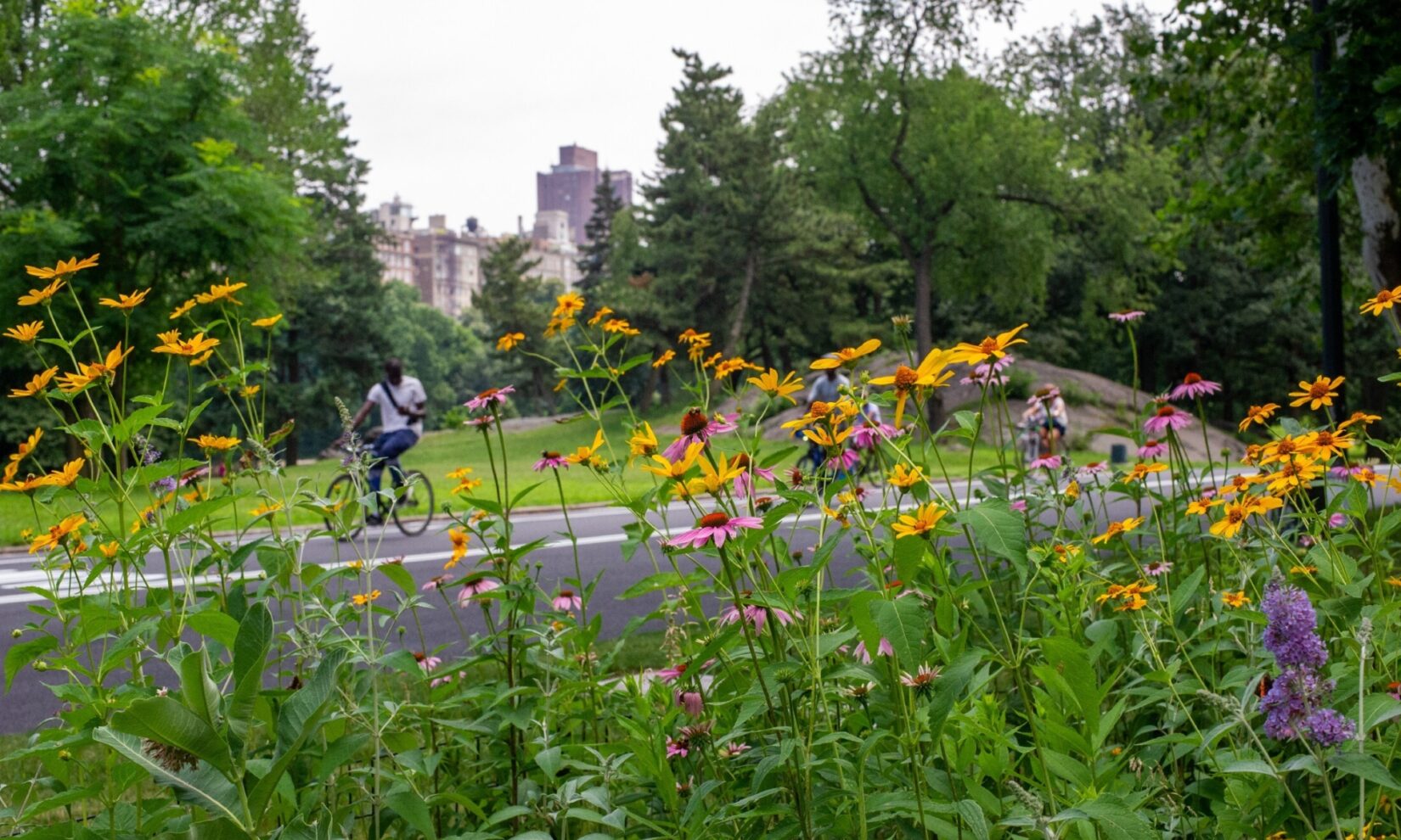 A bicyclist is seen through a stand of orange and purple flowers.