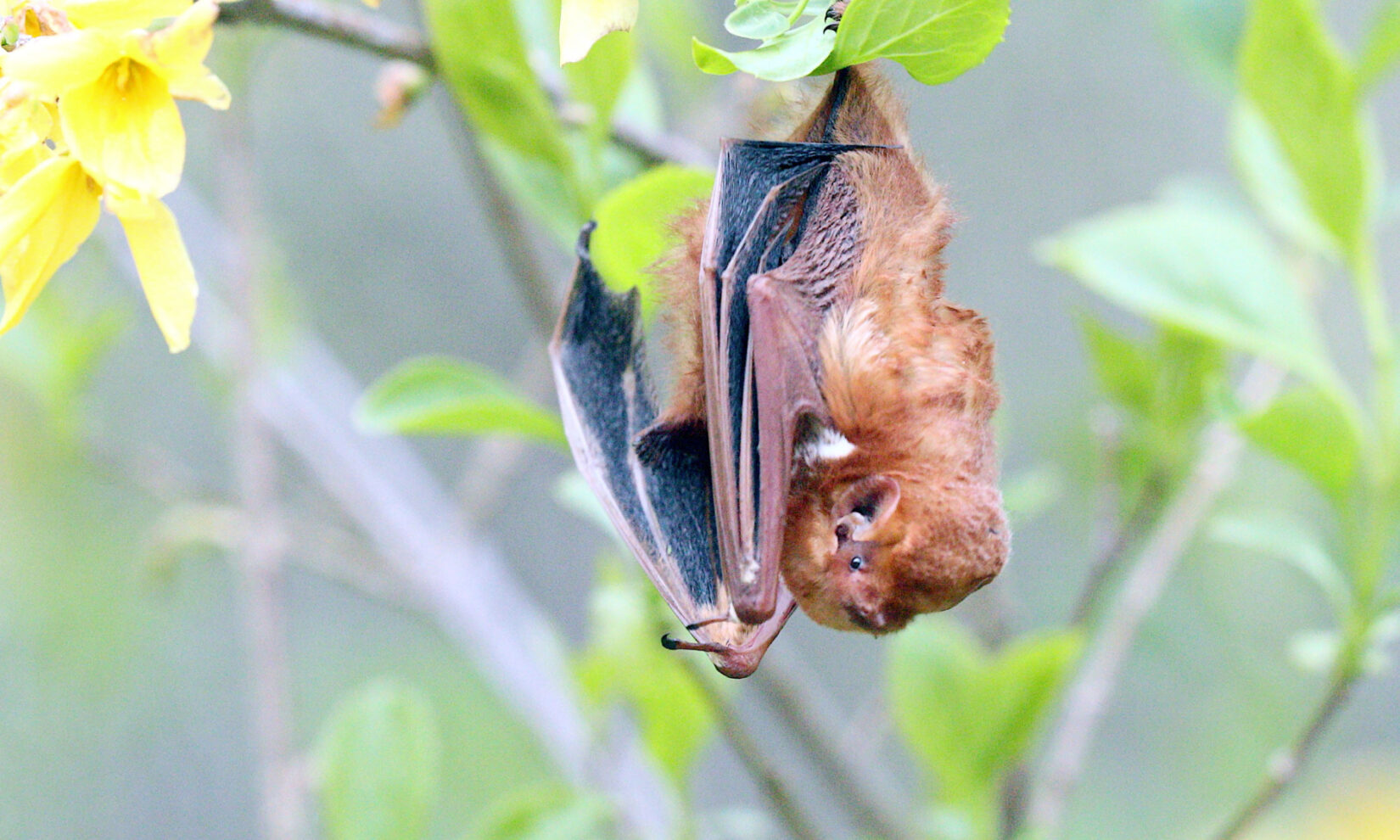 The bat is pictured hanging upside down from a leafy branch