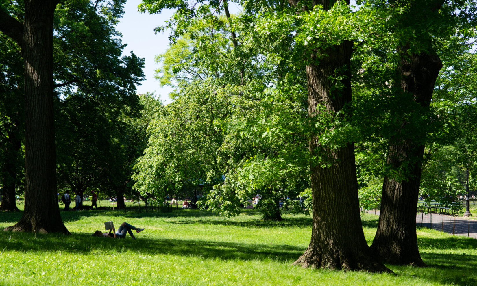 A reader finds a shady spot for a good book beneath the trees of the Great Lawn