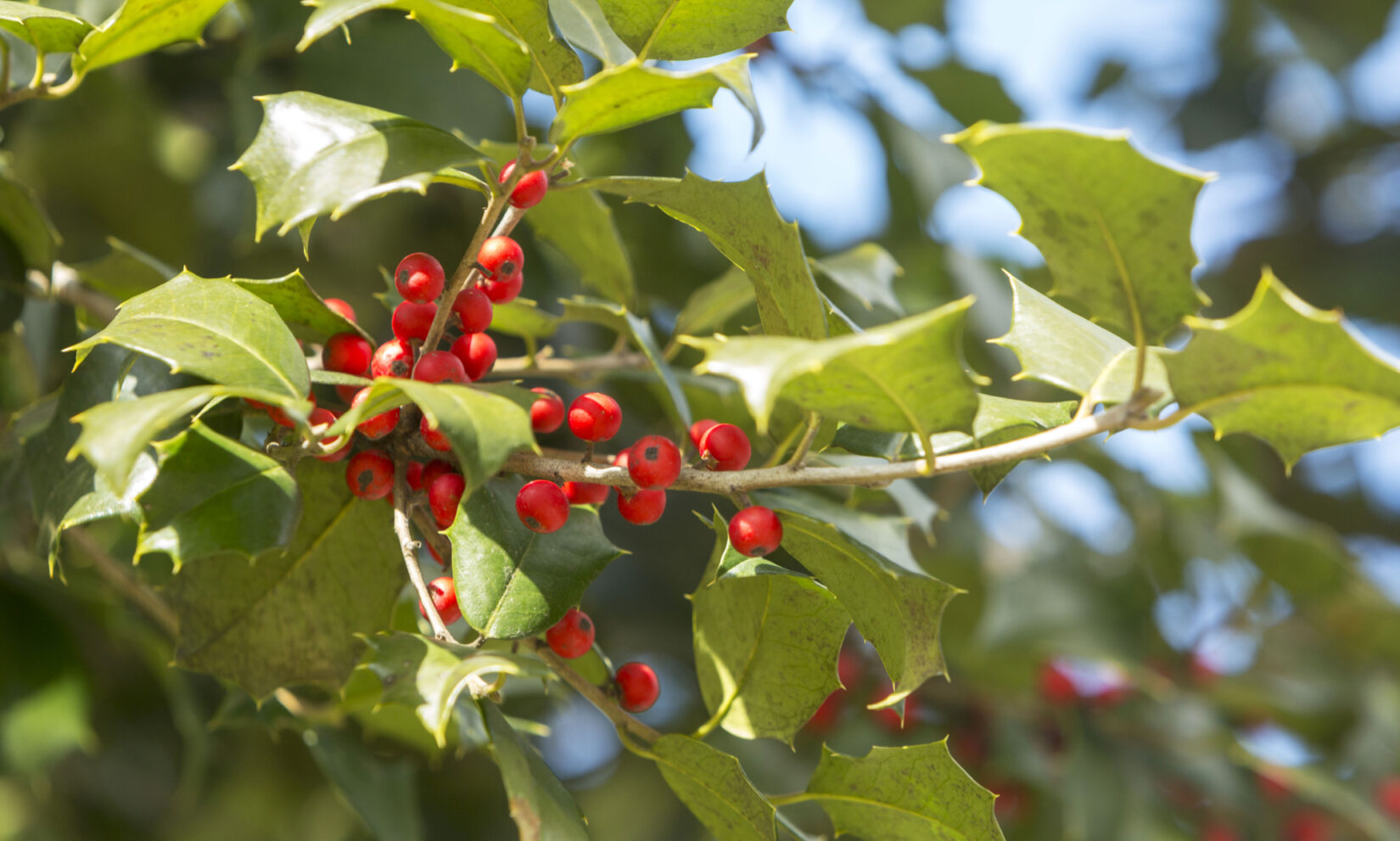The pointed leaves and bright, red berries are featured in this close-up of an American Holly tree.