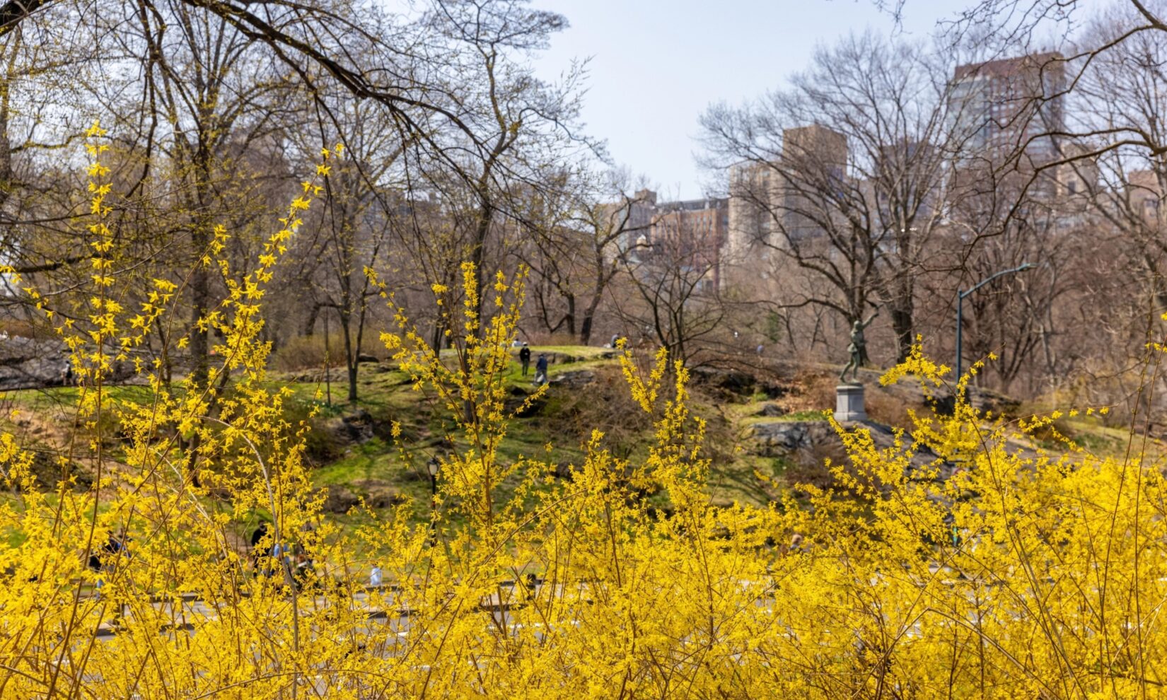 Bright yellow forsythia along the drive with The Falconer statue in the background.