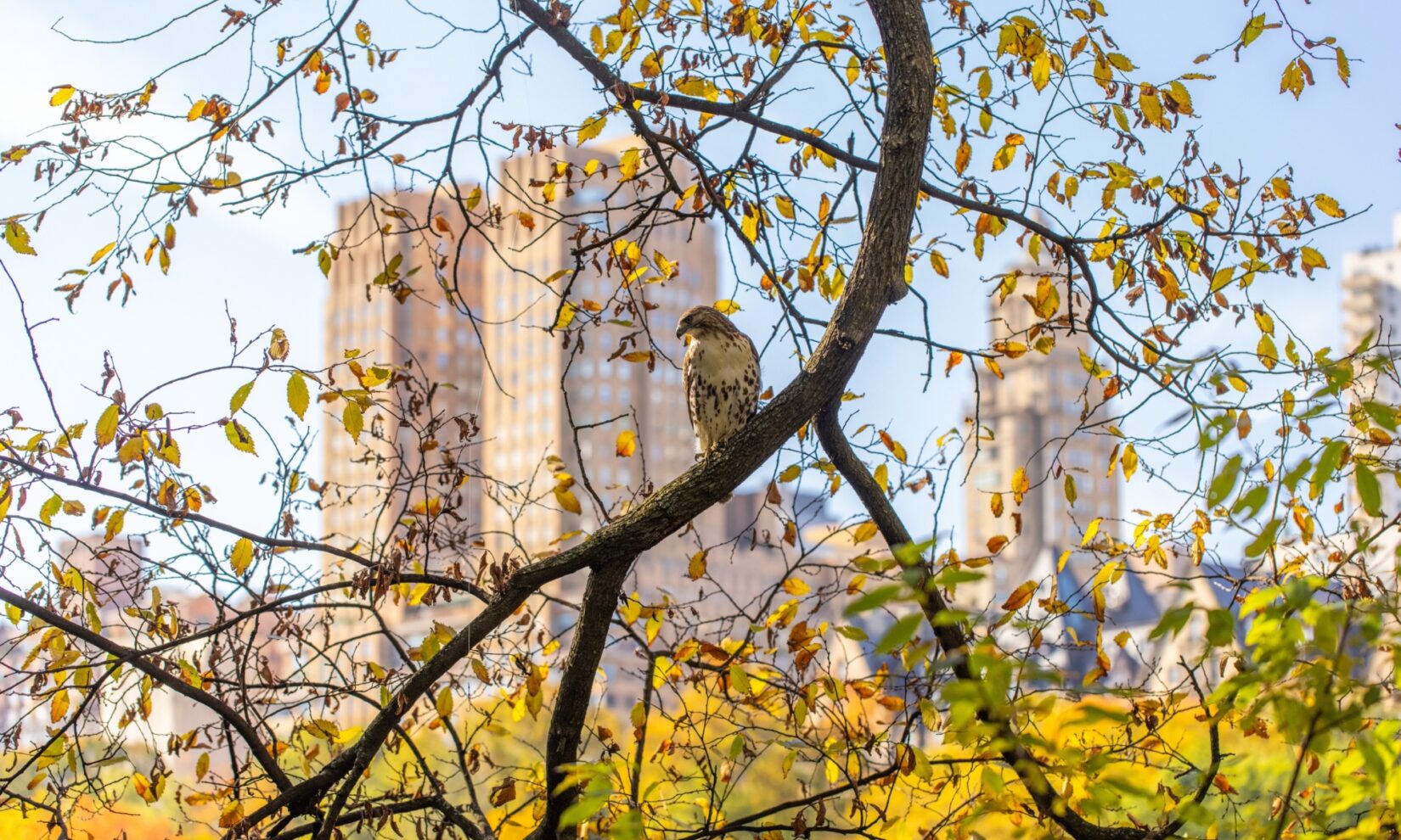 A hawk perches on a branch in autumn against a backdrop of fall colors and New York apartment buildings