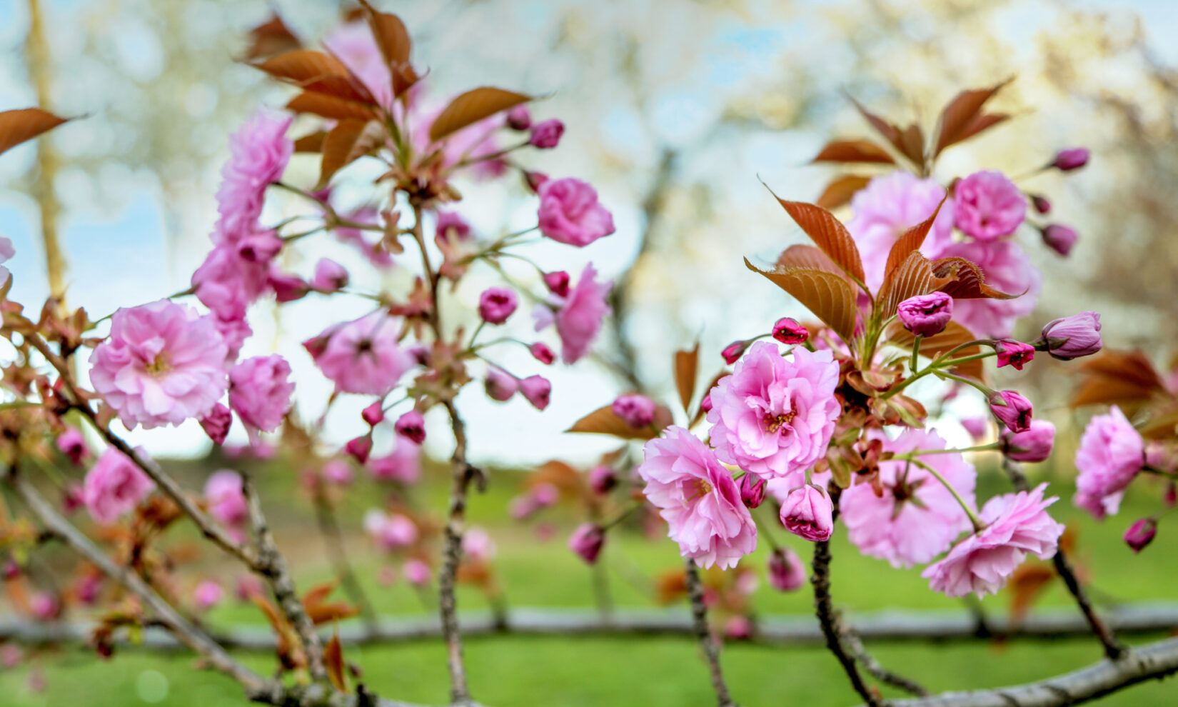 Pink cherry tree flowers at the reservoir in Central Park