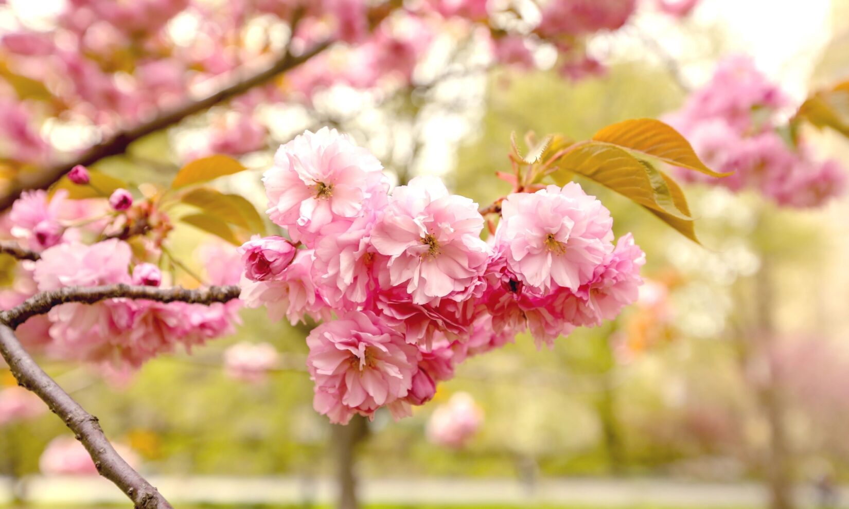 Kwanzan flowering cherry bloom