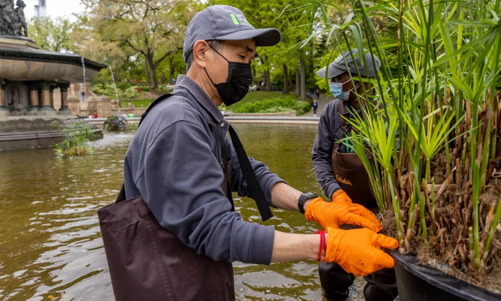 Conservancy staff member William Quansah, in waders, attends to the plants in Bethesda Fountain.