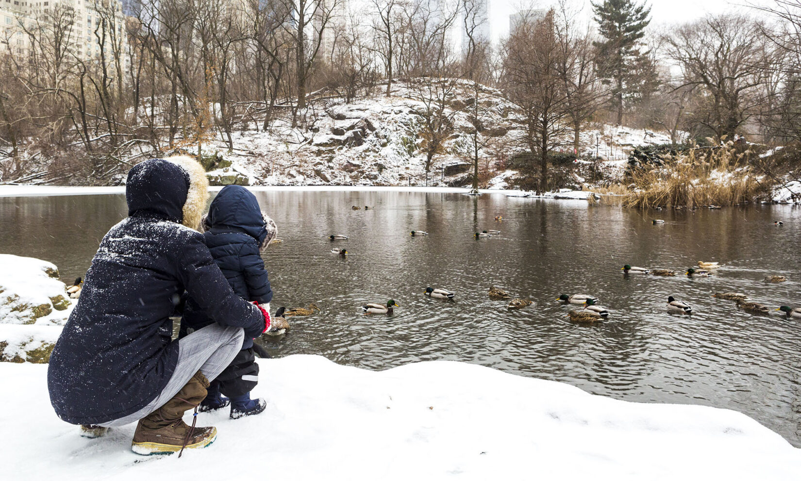 A parent and child, dressed for cold weather, on the snow-covered edge of the Pond, looking at ducks