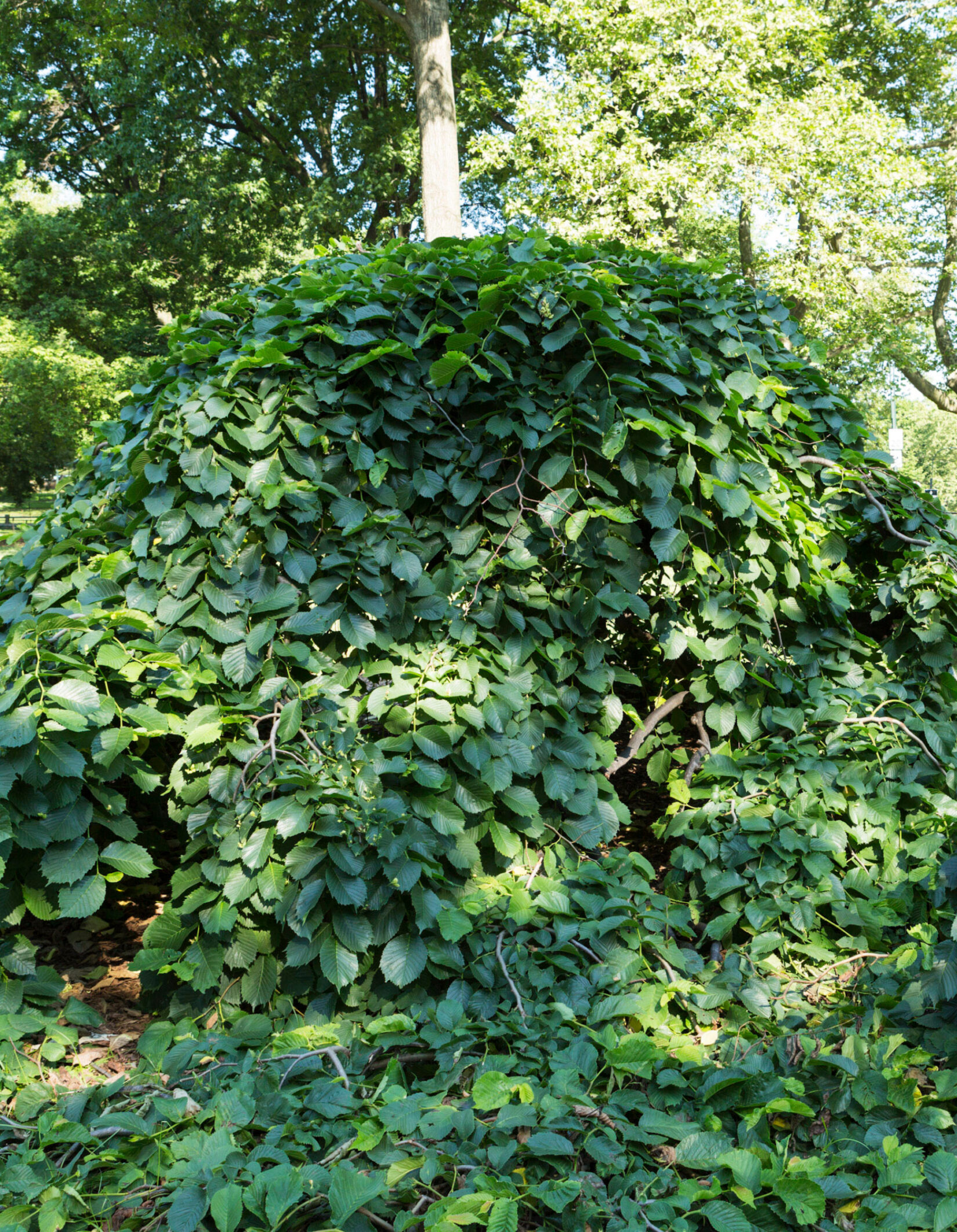 This ground-hugging tree could pass for a mound of leaves