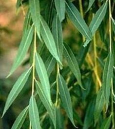Detail view of the long leaves of a weeping willow