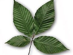 A detailed view of the leaves of a european beech