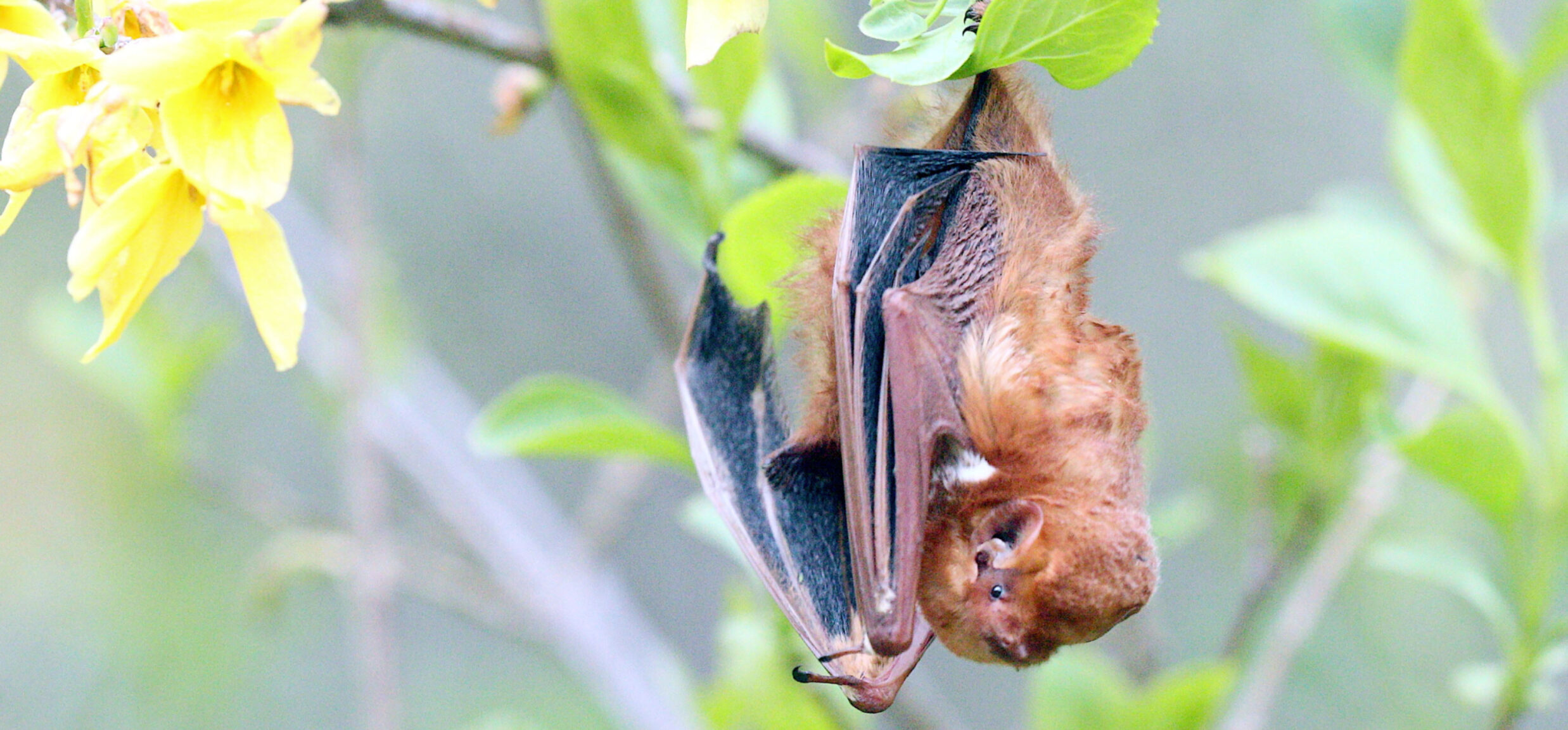 Flying in Plain Sight The Bats of Central… Central Park Conservancy