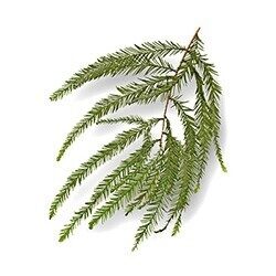 A sample branch of a baldcyrpess shwoing it's pine-like leaves