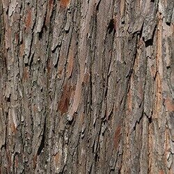 Detailed photo of the bark of the baldcypress