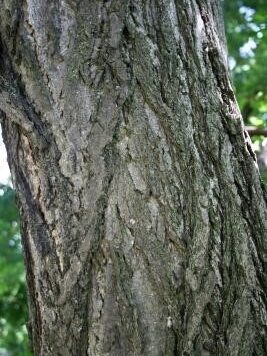 A detail view of the bark of a gingko tree