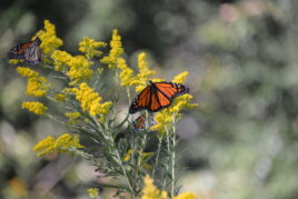 A monarch butterfly photographed in Central Park