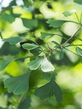 A close-up view of the leaves of a gingko tree