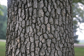 A detail of the bark of a tupelo tree