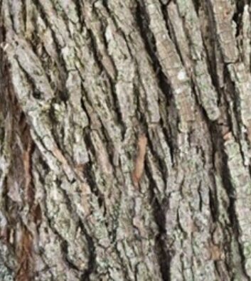 Detail of bark on a weeping willow