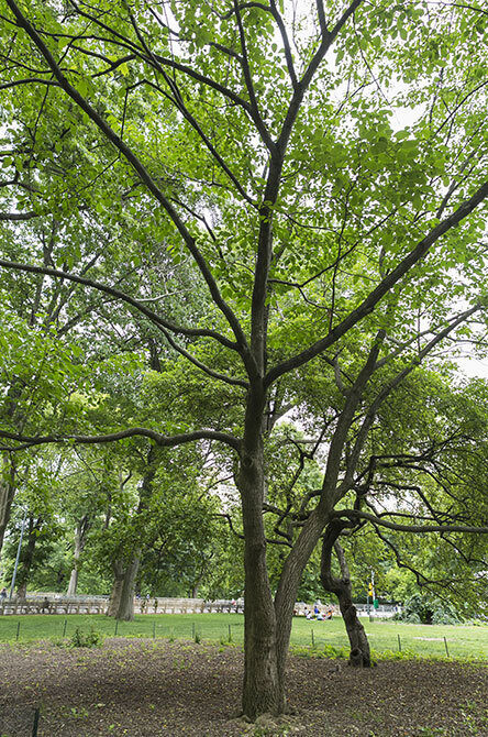 A full view of the tree