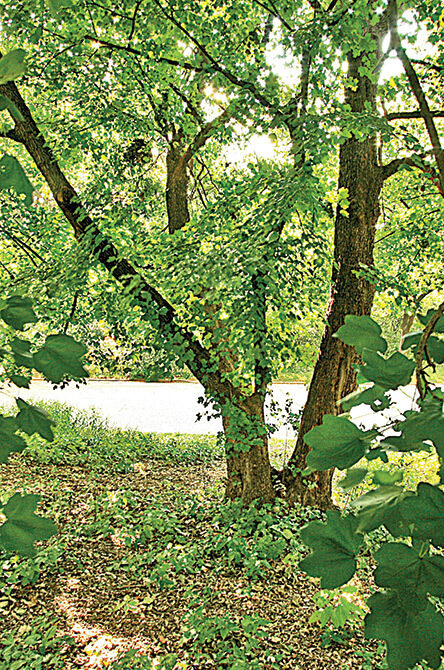 A full view of the tree