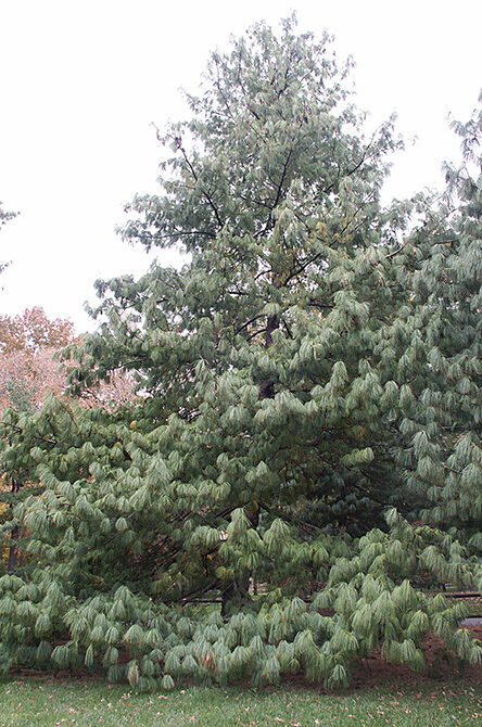 The tree in full on an overcast day