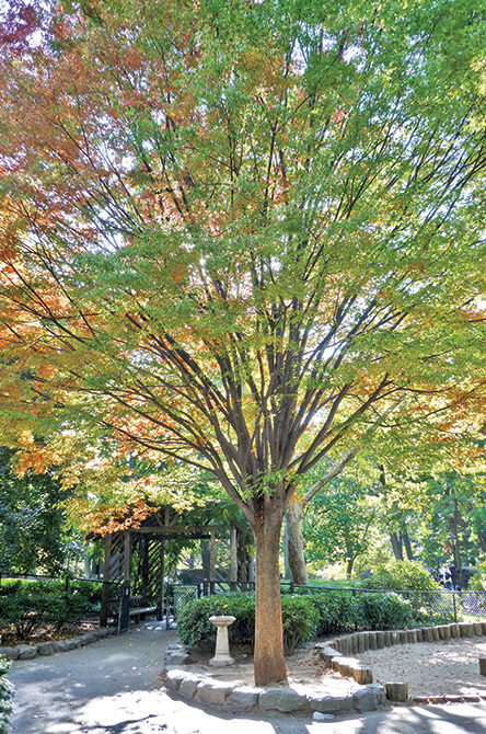 A full view of the tree