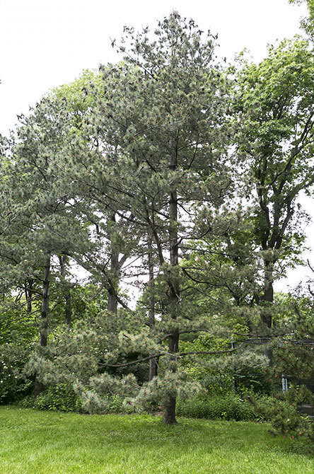 A full view of the tree