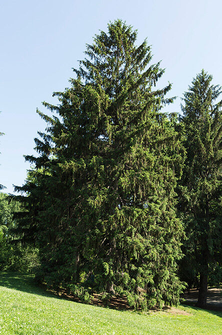 A full view of the tree