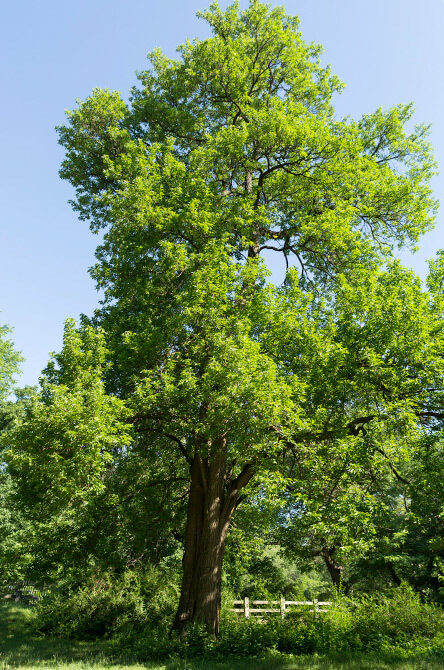 A full view of the tree