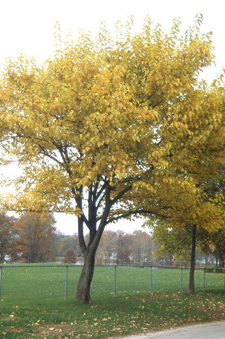 A full view of the tree
