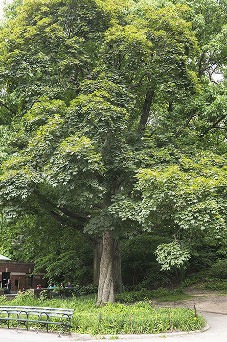 A full view of the tree