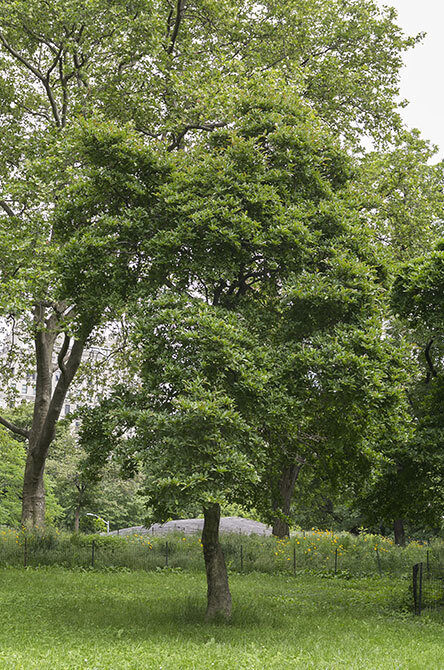 A view of the tree