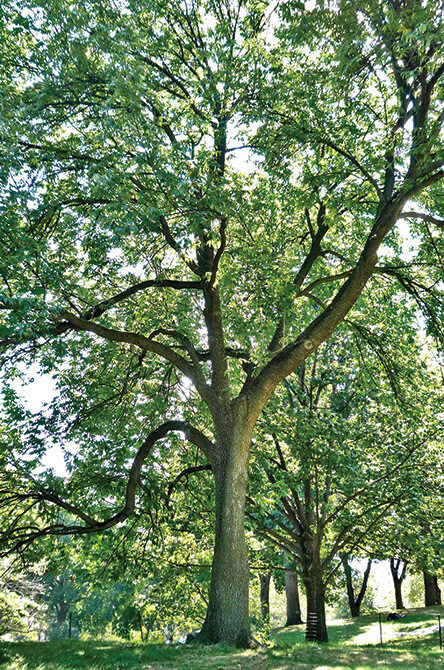 A full view of the tree