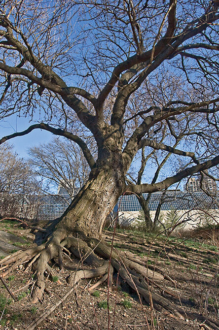 A full view of the tree