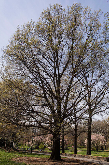 A full view of the tree