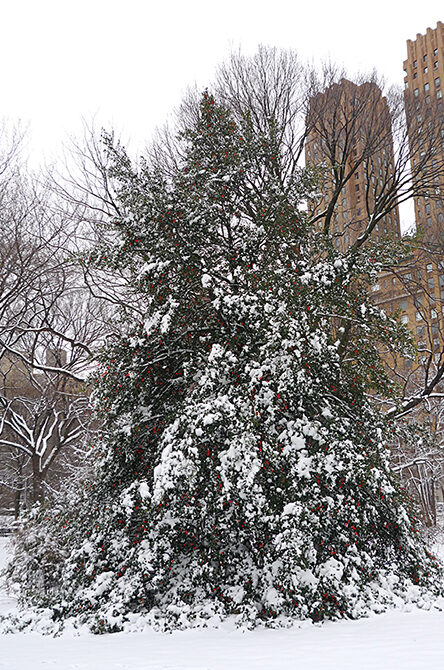 A view of the tree in winter