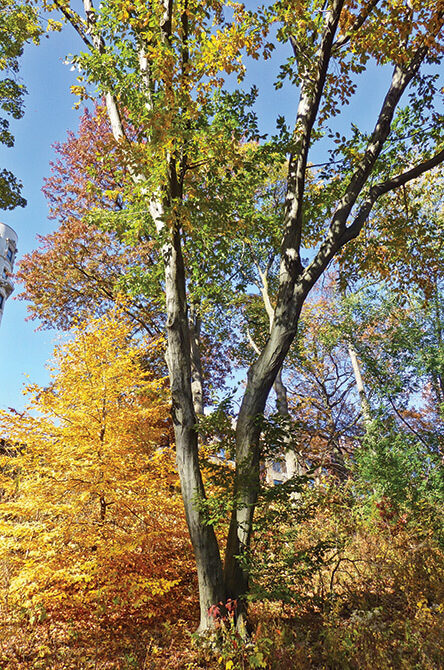 A view of the tree in autumn