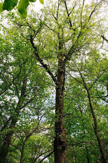 A view of the tree in summer
