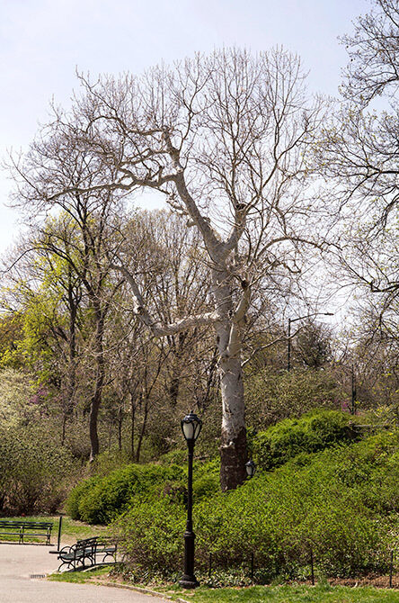 A view of the tree in spring
