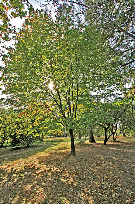 A view of the tree in spring