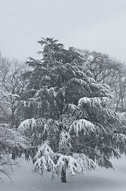 The tree shown under snow in winter