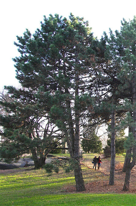 The tree in full, photographed in early autumn