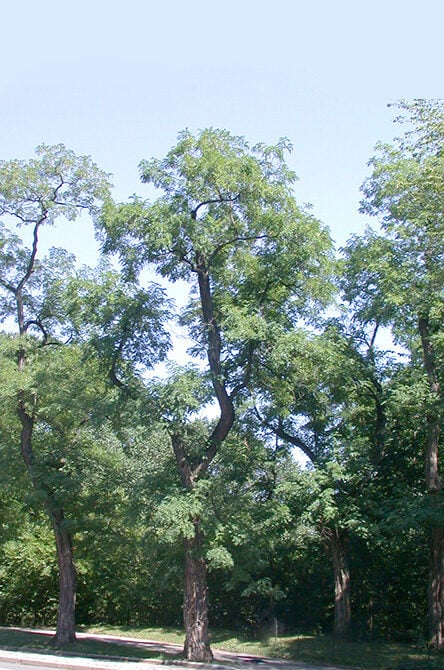 Black locust tree
