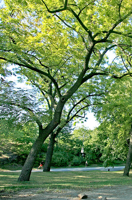 Black walnut tree