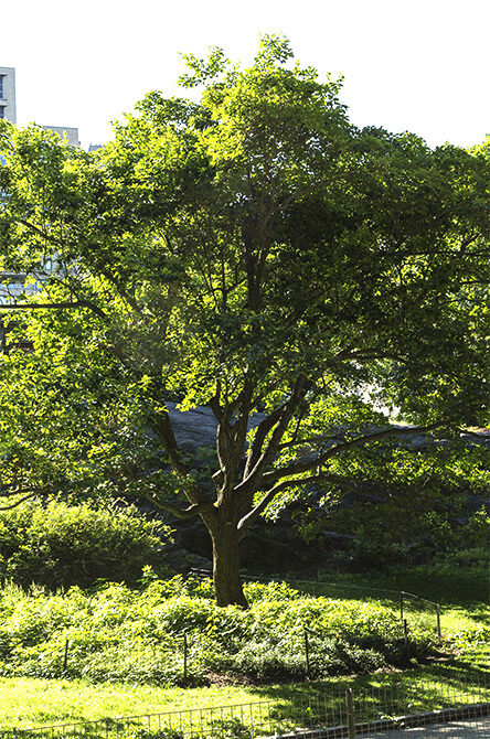 Chinese fringetree tree