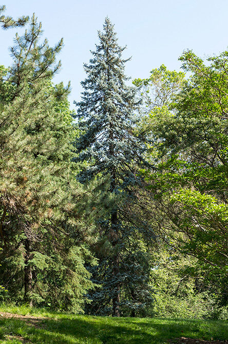 Colorado blue spruce tree
